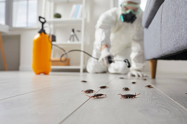 Commercial Kitchen Cockroach Control in Franklin